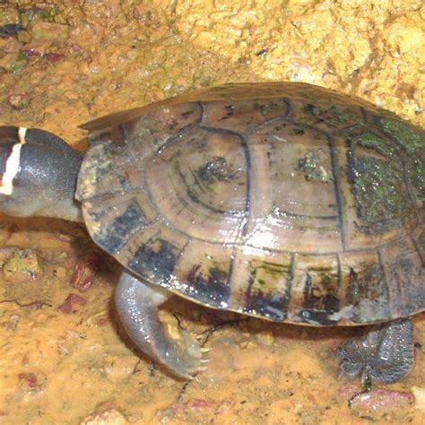 Conservation Needs of the Critically Endangered Philippine Forest Turtle,.